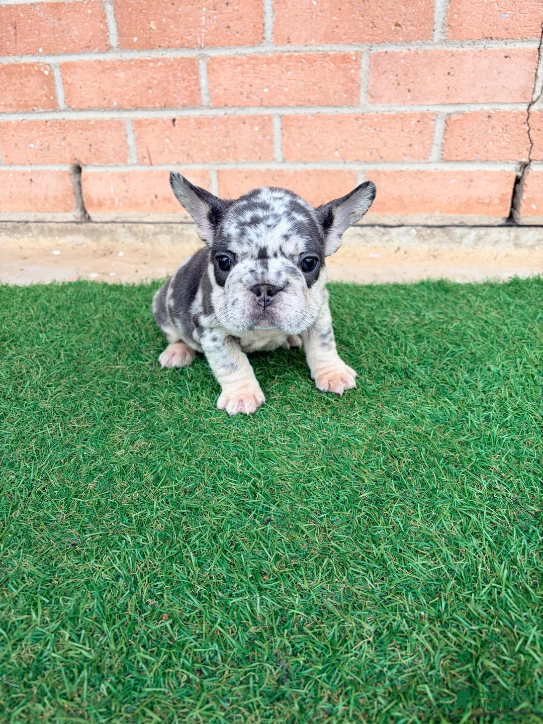 French Bulldog dogs for sale: KROSS - Ad 1