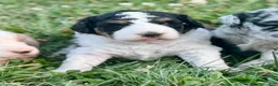 Mini Bernedoodle dogs for stud: Mini Bernadoodle Stud  - Ad 5