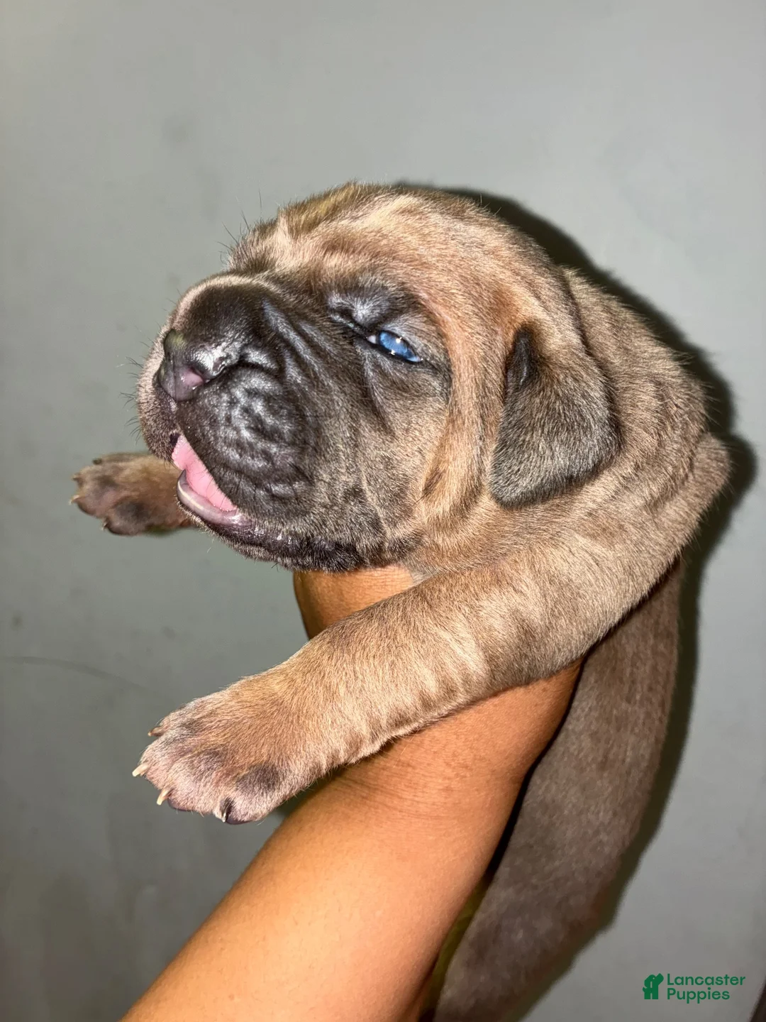 Cane Corso dogs for sale: Cane Corso 2 - Ad 2