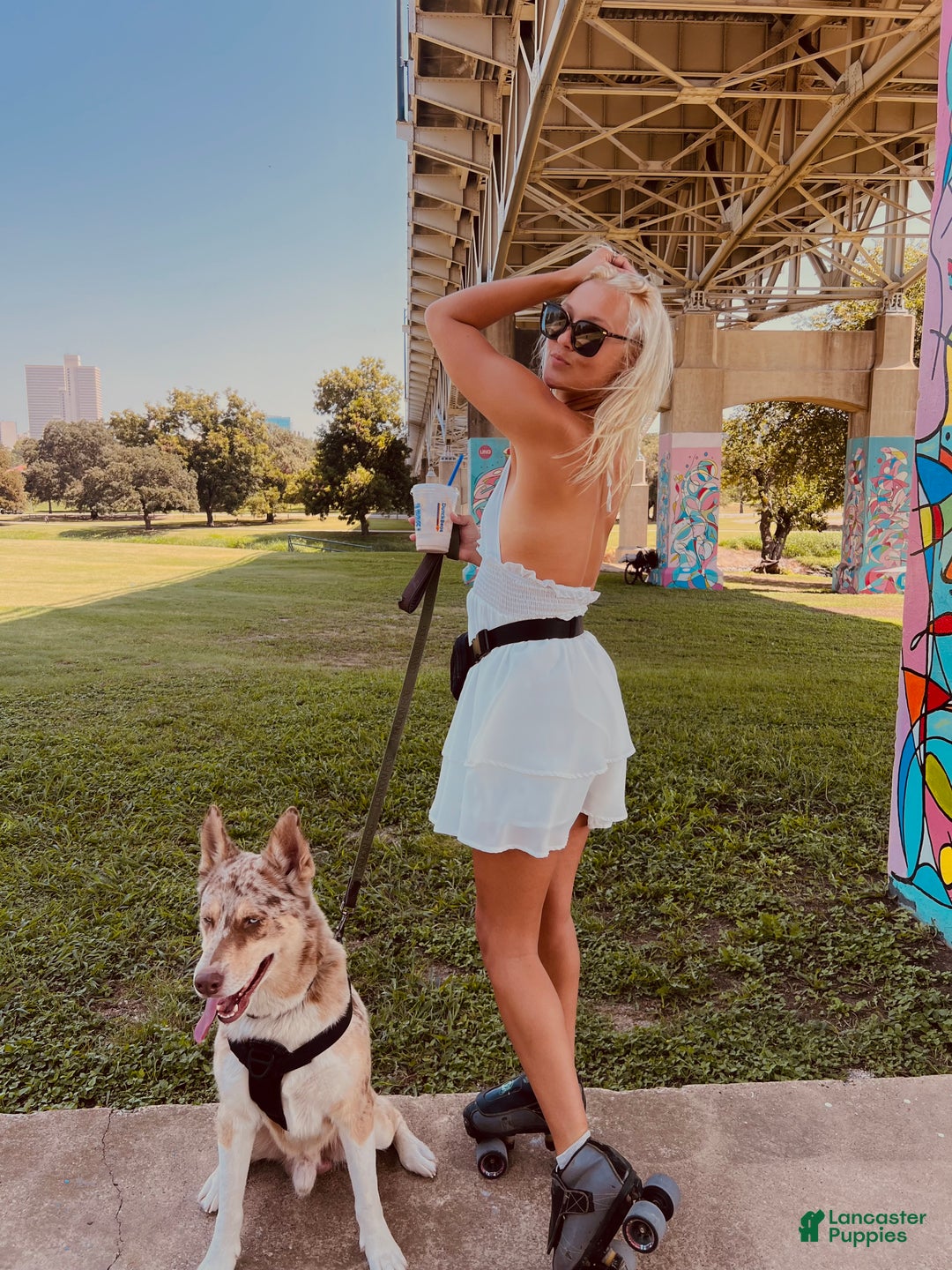 Siberian Husky dogs for stud: Moose Ausky  - Ad 20