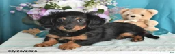 Miniature Dachshund dogs for sale: Archie - Ad 4