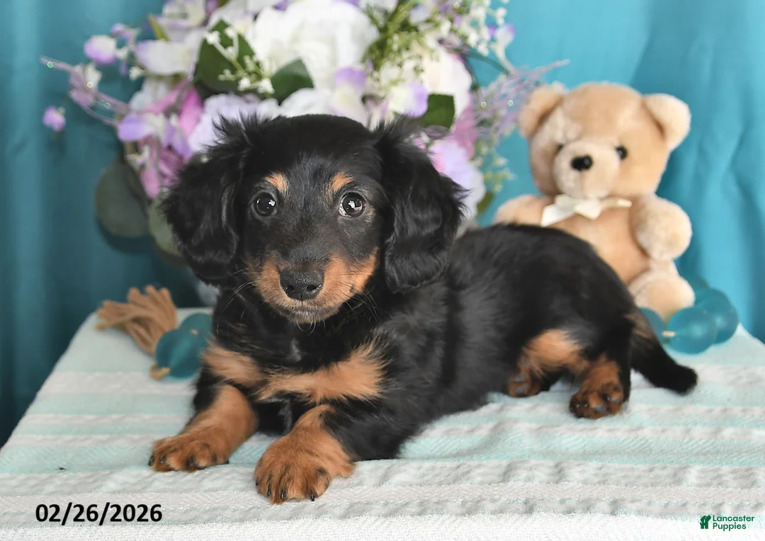 Miniature Dachshund dogs for sale: Archie - Ad 4