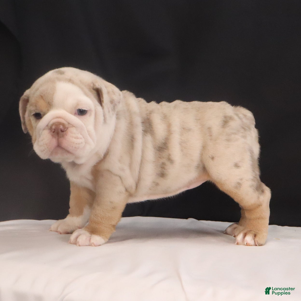 French Bulldog dogs Tammy - Ad 1