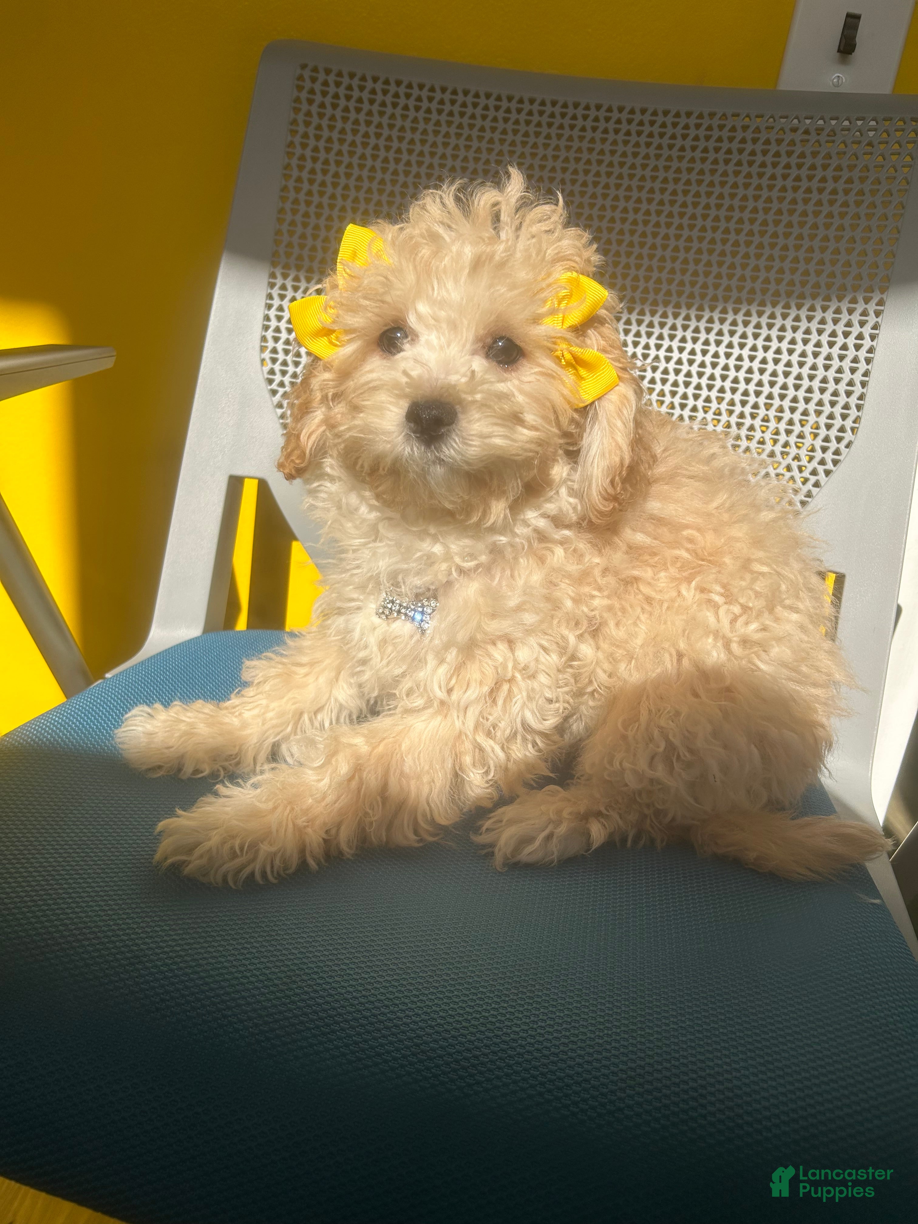 Mixed Breed dogs Beauty  - Ad 40