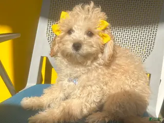 Mixed Breed dogs Beauty - Ad 40