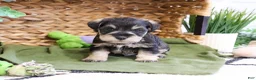 Miniature Schnauzer dogs for sale: Thomas  - Ad 4
