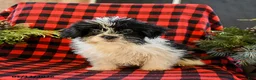 Shih Tzu dogs for sale: Archie - Ad 3