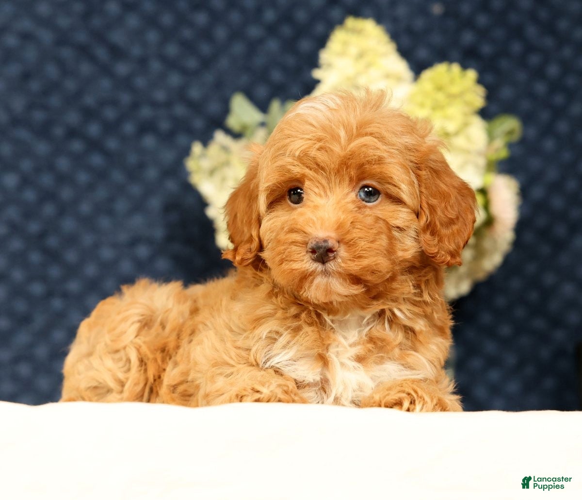 Havapoo dogs Hazel - Ad 1