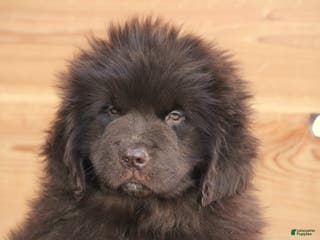 Newfoundland dogs Pansy - Ad 13