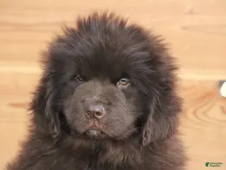 Newfoundland dogs Pansy - Ad 2