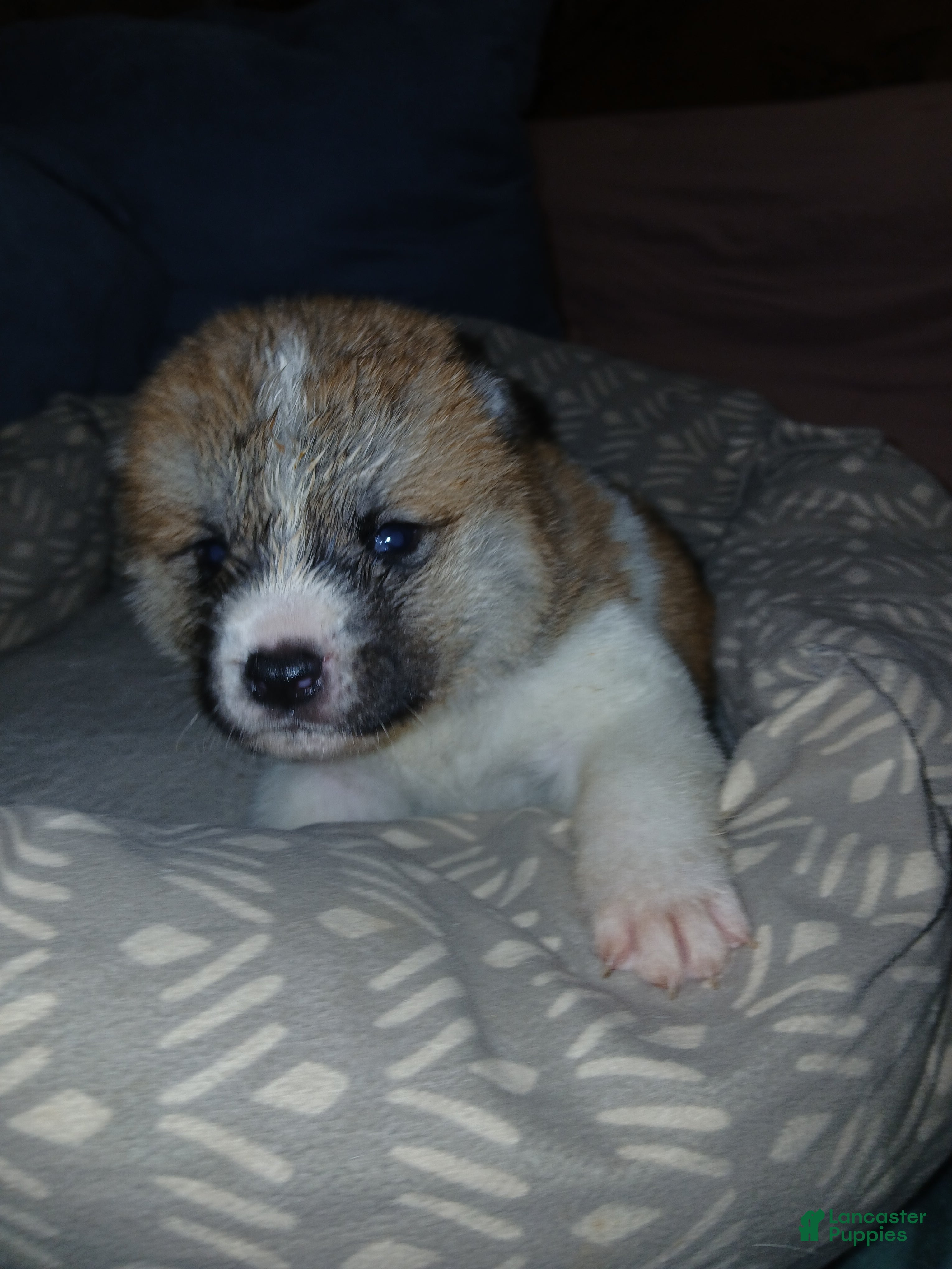 Akita dogs  Ginko - Ad 1