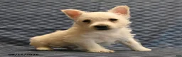 West Highland Terrier dogs for sale: Nick  - Ad 5