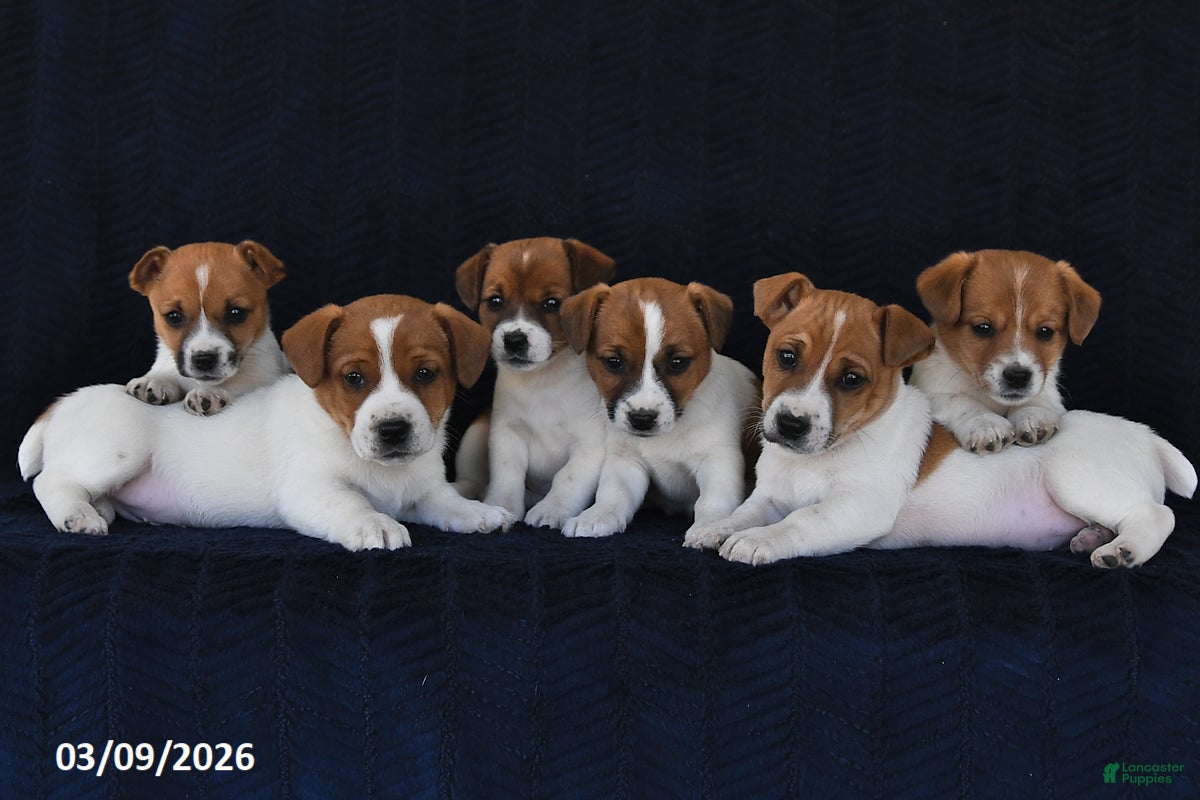 Jack Russell Terrier dogs Wade - Ad 2