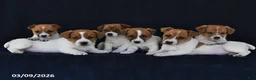 Jack Russell Terrier dogs for sale: Wade - Ad 2