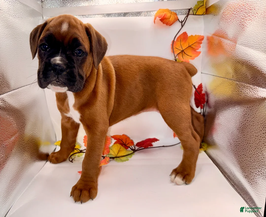 Boxer dogs for sale:  Emily - Ad 1