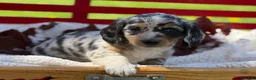 Miniature Dachshund dogs for sale: Beau - Ad 7