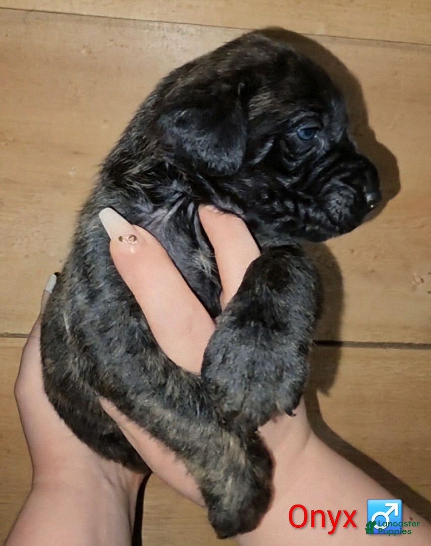 English Mastiff dogs Onyx  - Ad 2