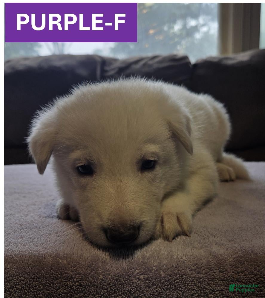 German Shepherd dogs Purple - Ad 16