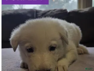 German Shepherd dogs Purple - Ad 29