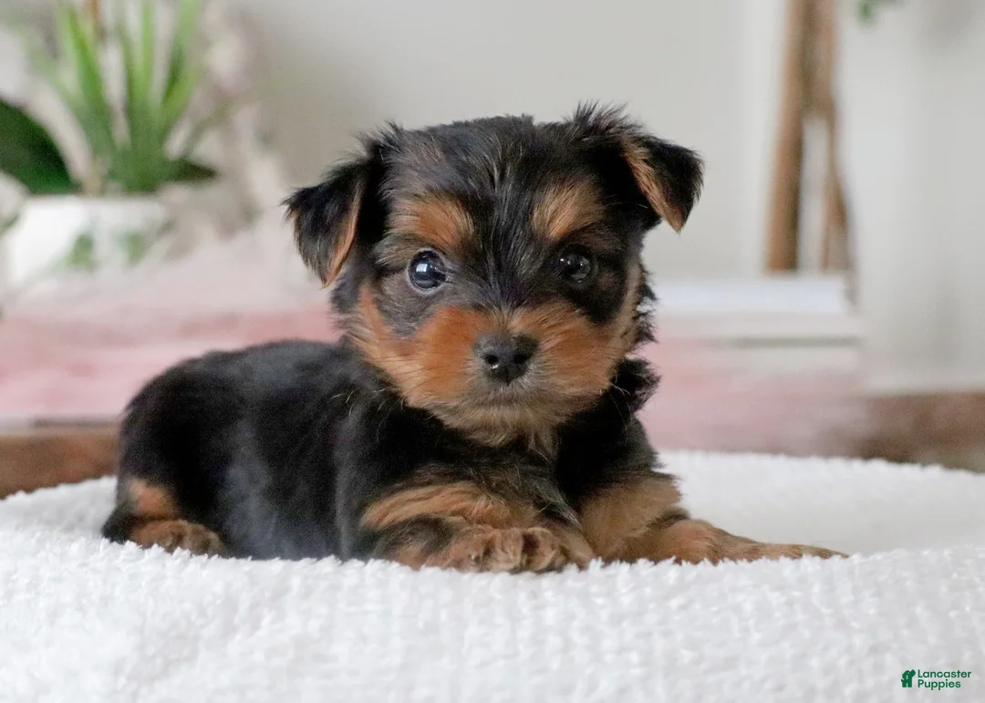 Yorkshire Terrier dogs for sale: Yorkshire Terrier Puppy 2 - Ad 4