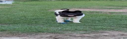 Akita dogs for sale: Kuma Available  - Ad 8