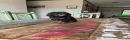 Miniature Poodle dogs for sale: Akc Clear 🧬 tested Black Phantom 🩷 - Ad 8