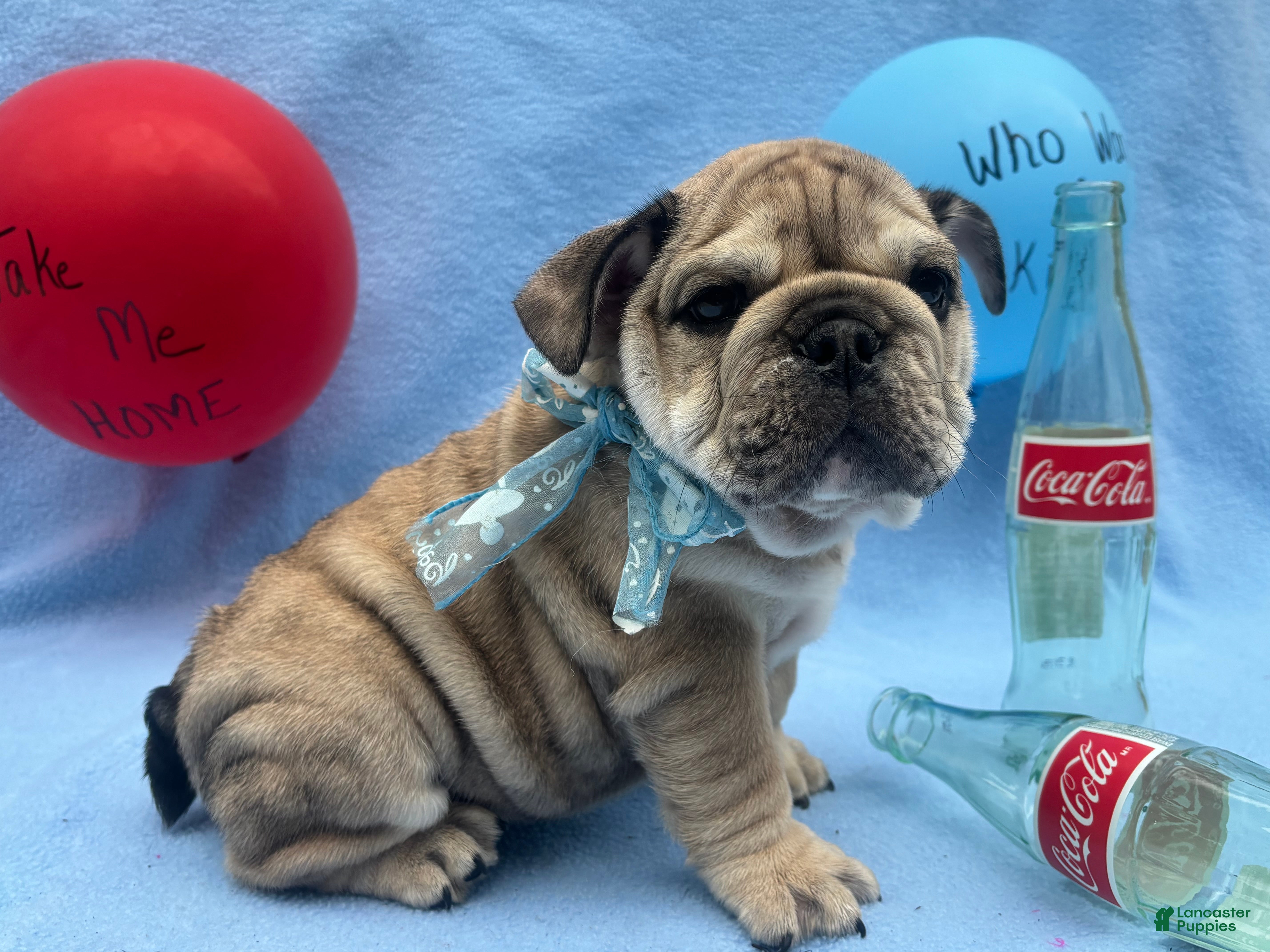 English Bulldog dogs Stormy  - Ad 38