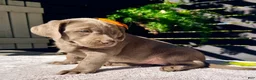 Labrador Retriever dogs for sale: Stormi - Ad 2
