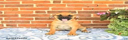 Puggle dogs for sale: Ramona - Ad 5