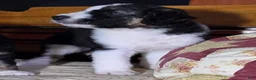 Aussiedoodle dogs for sale: Aussiedoodle 2 - Ad 5