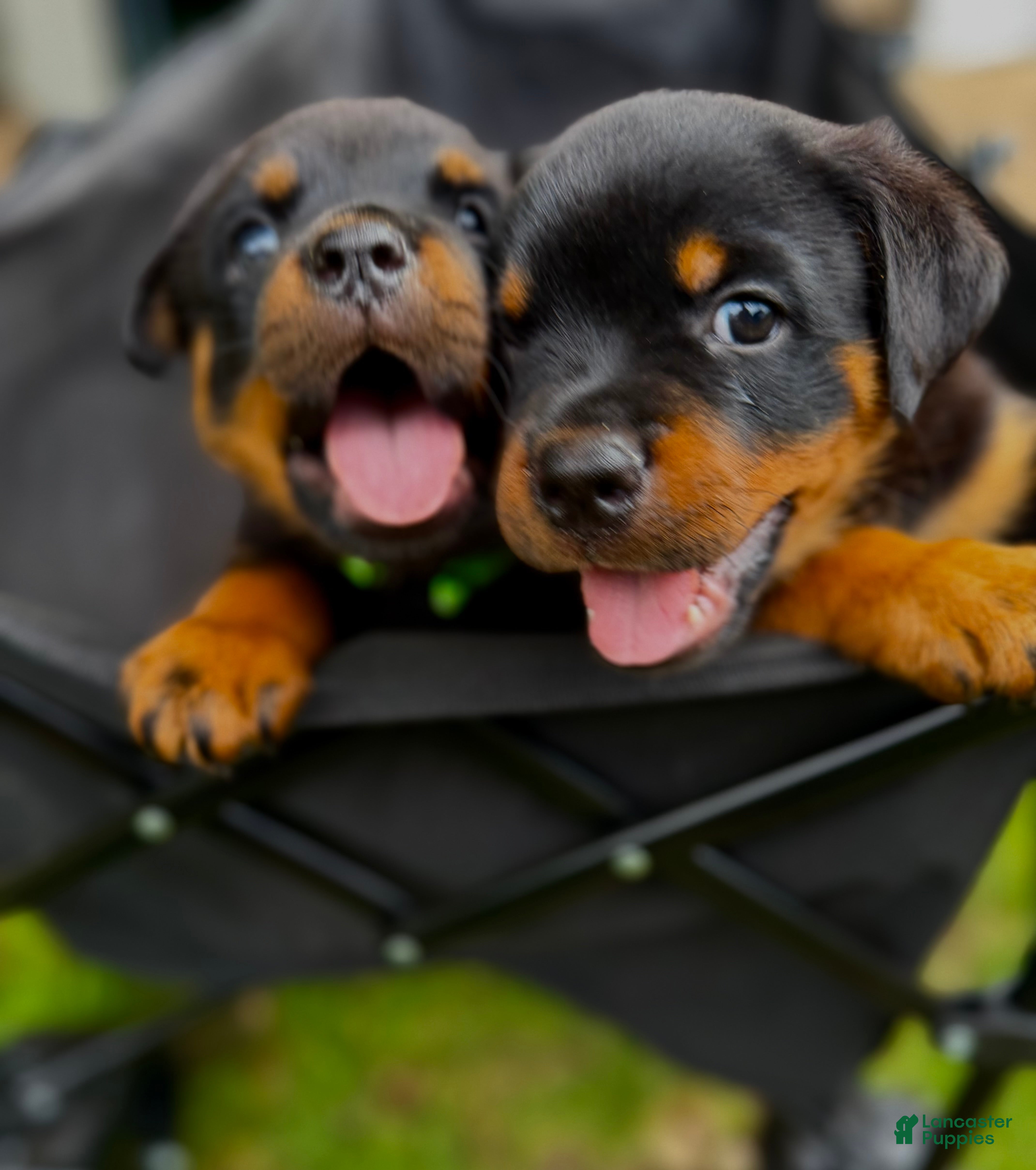 Rottweiler dogs Rottweiler 2 - Ad 1