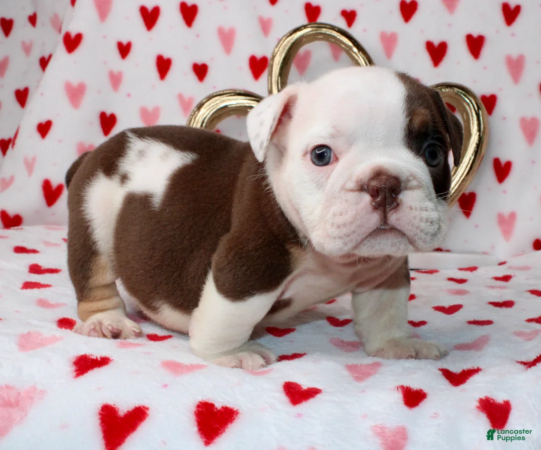 English Bulldog dogs for sale: Hershey  - Ad 1