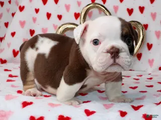 English Bulldog dogs Hershey - Ad 8