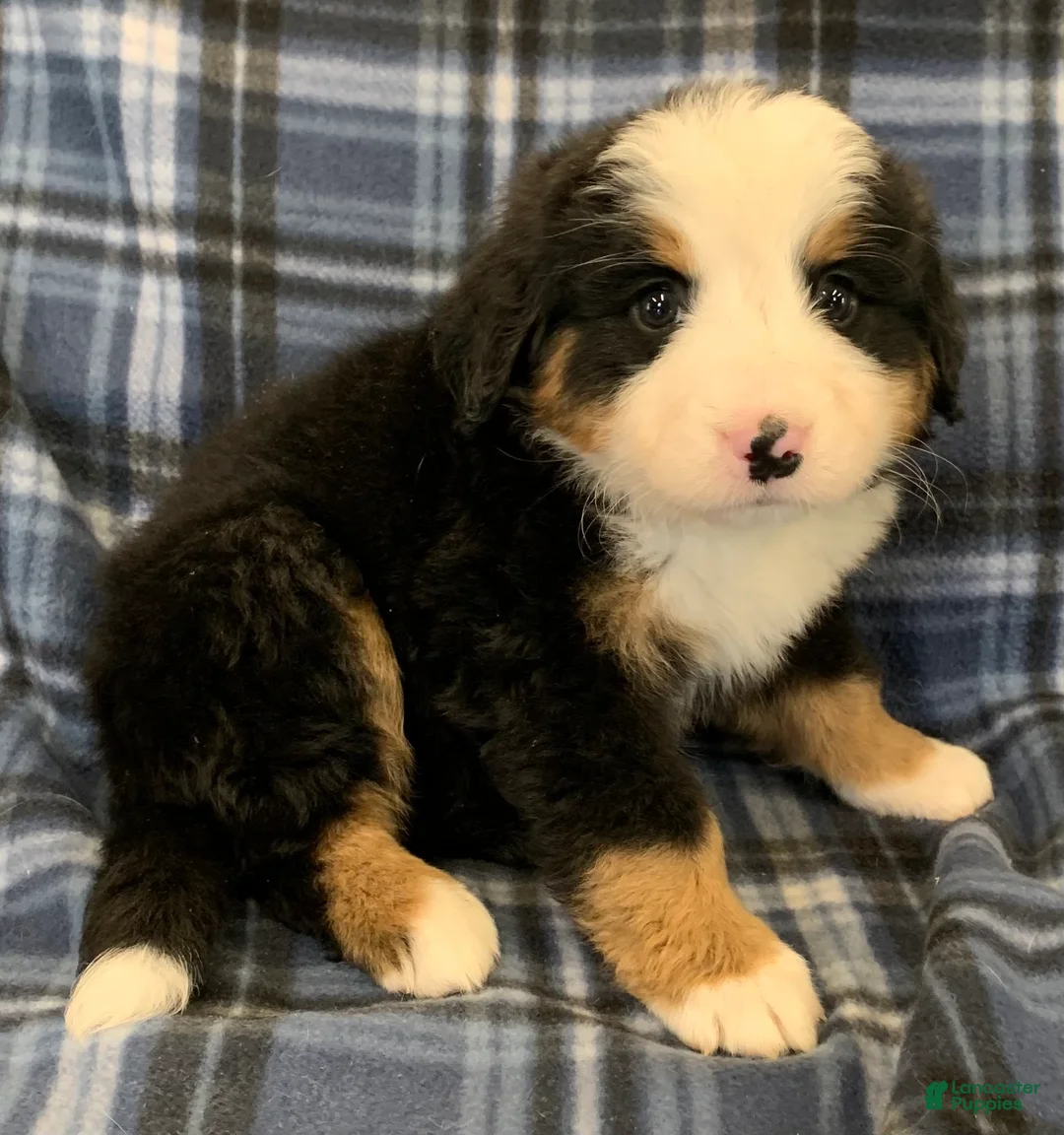 Bernese Mountain Dog dogs for sale: Bernese Mountain Dog Puppy 1 - Ad 1
