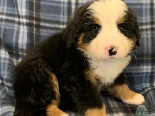 Bernese Mountain Dog dogs Bernese Mountain Dog Puppy 1 - Ad 33