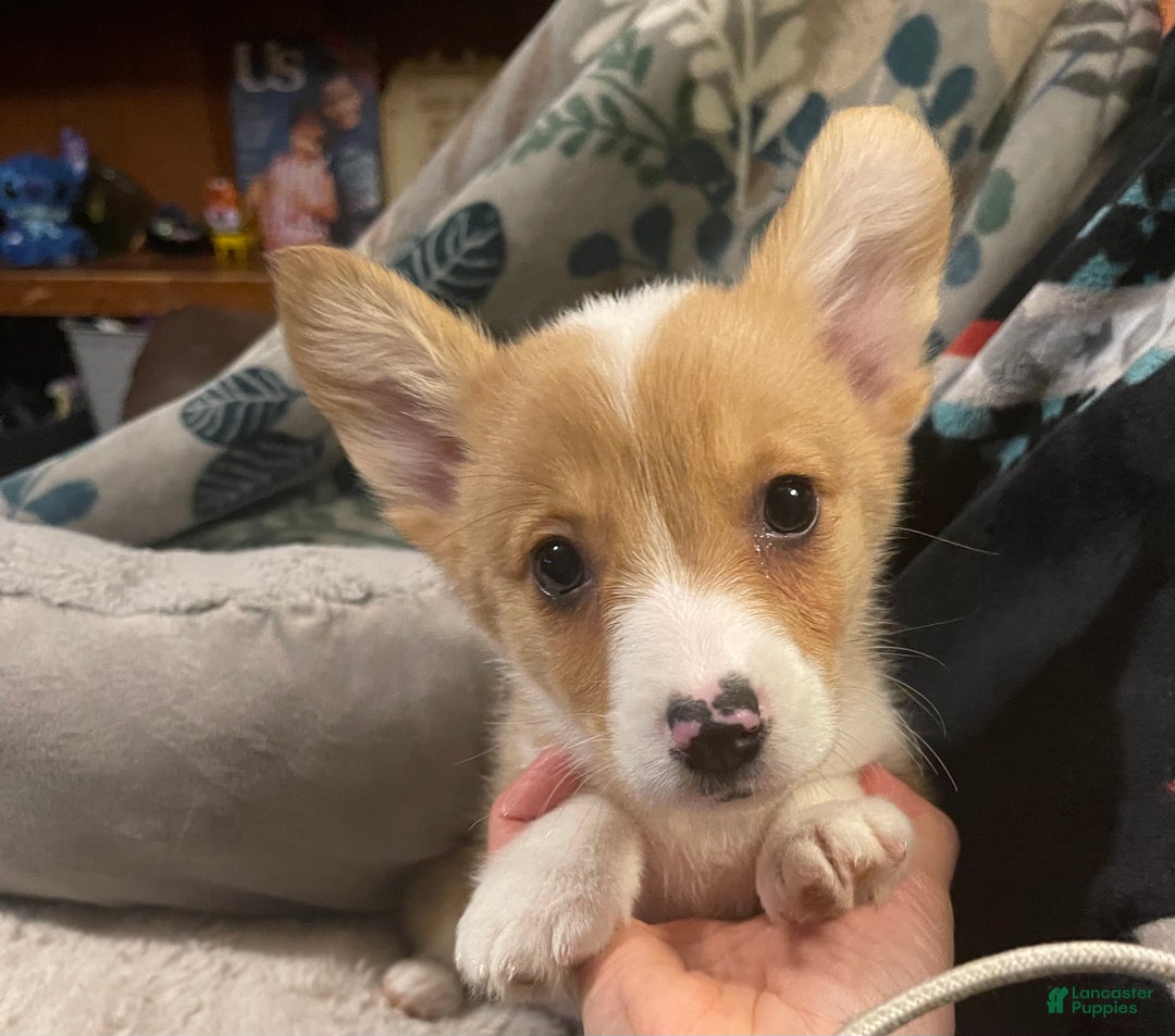 Welsh Corgi Pembroke dogs for sale: Chip - Ad 1