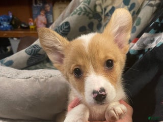 Welsh Corgi Pembroke dogs for sale: Chip - Ad 1