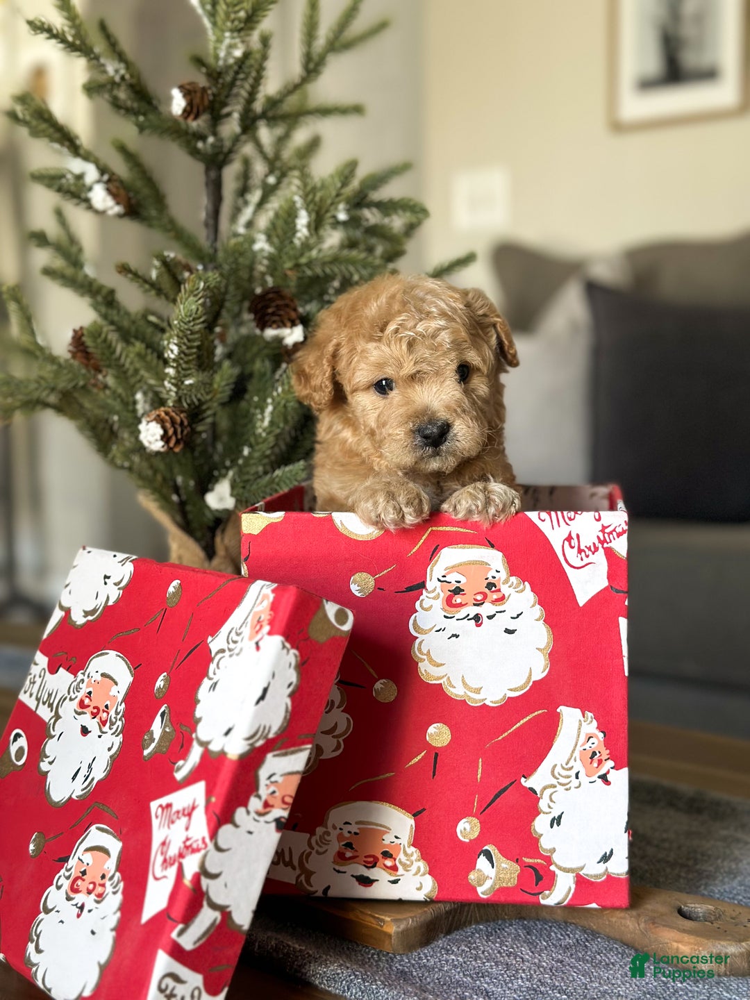 Cavachon dogs for sale: Cayenne - Ad 5