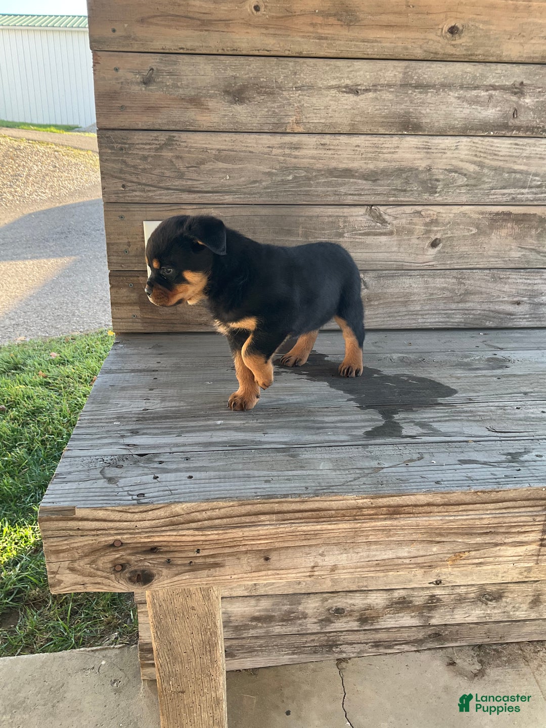 Rottweiler dogs for sale: Coco  - Ad 8