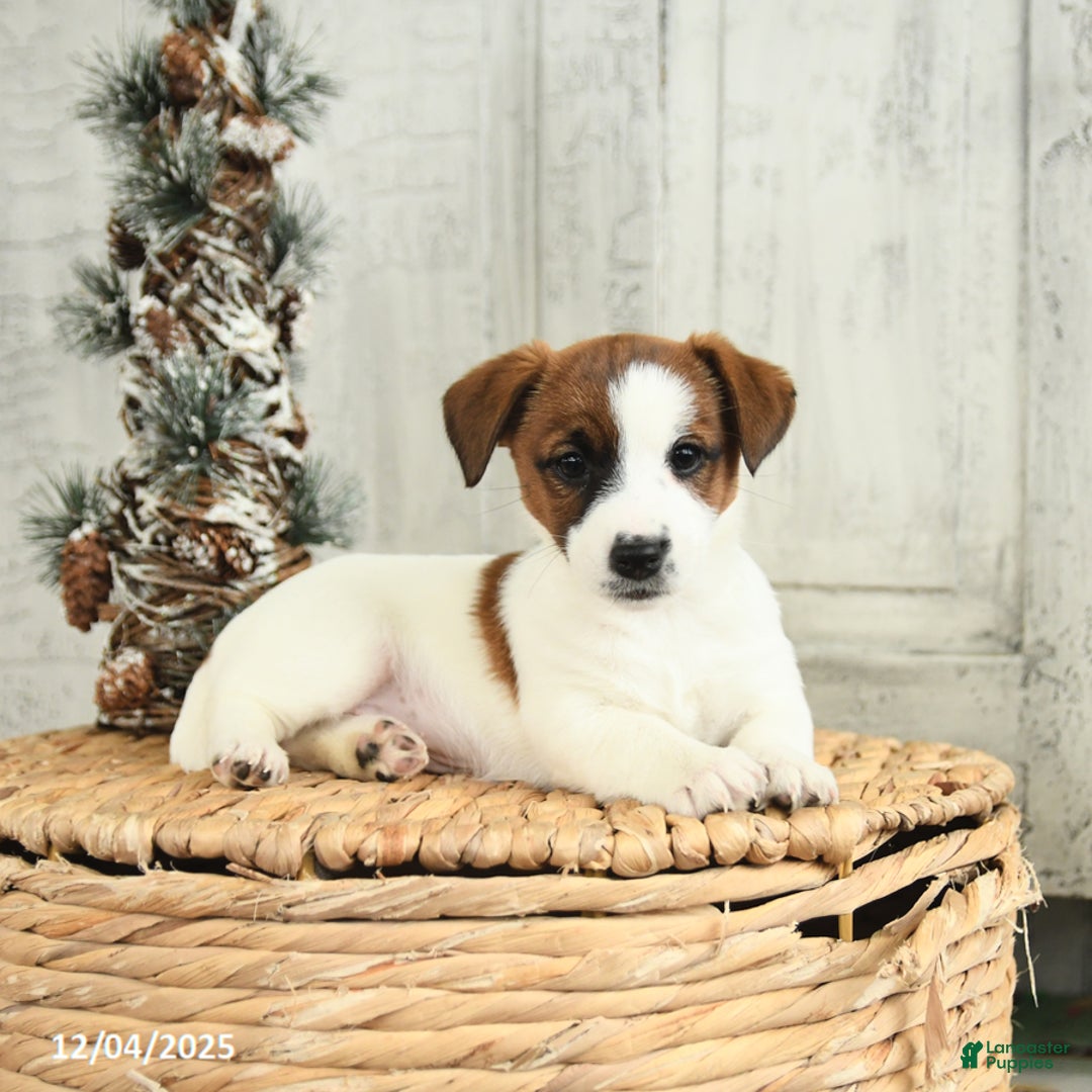 Jack Russell Terrier dogs for sale: Holly - Ad 4