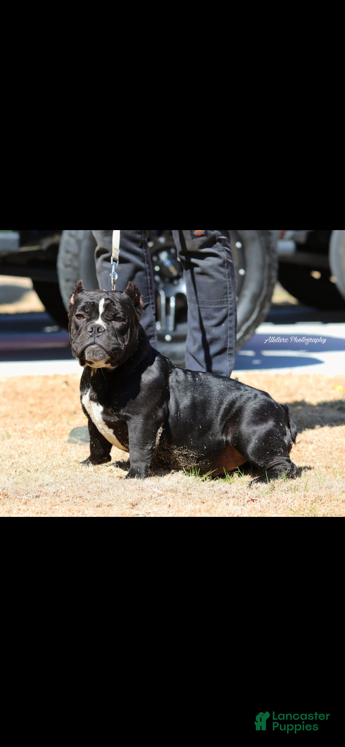 American Bully dogs American Bully Puppy 1 - Ad 6