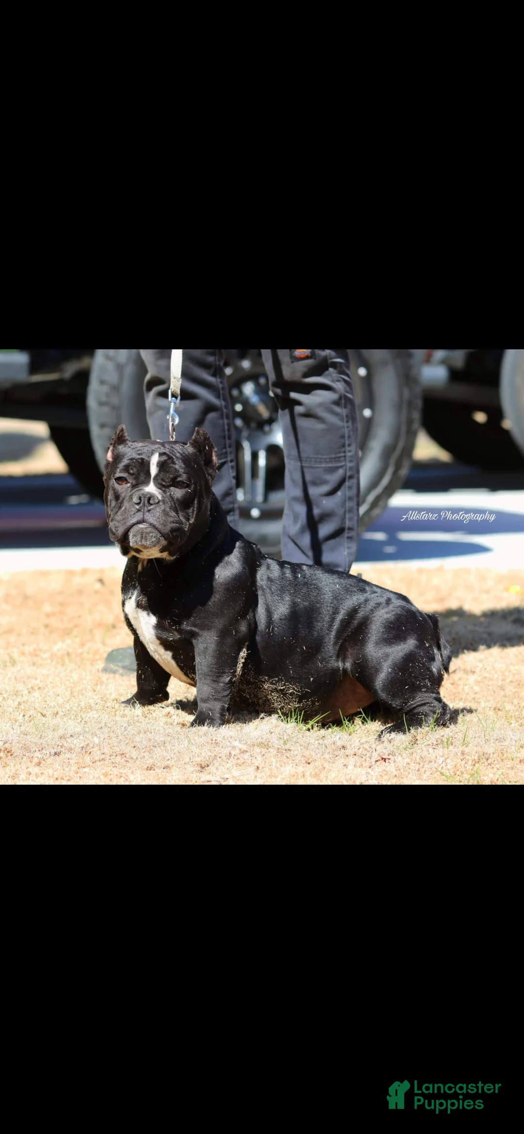 American Bully dogs for sale: American Bully Puppy 1 - Ad 1