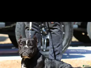 American Bully dogs American Bully Puppy 1 - Ad 6