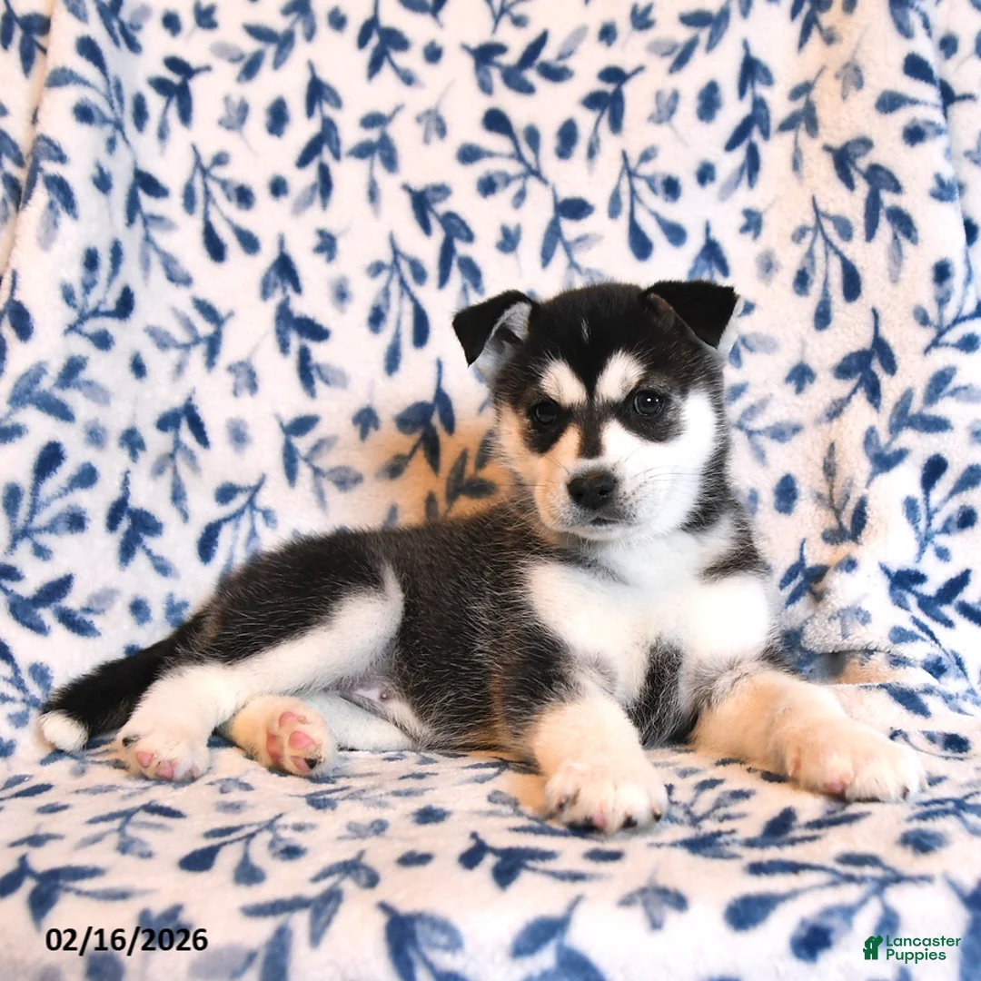 Mixed Breed dogs for sale: Georgia - Ad 2