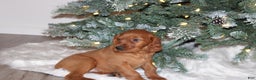 Mixed Breed dogs for sale: gordan - Ad 3