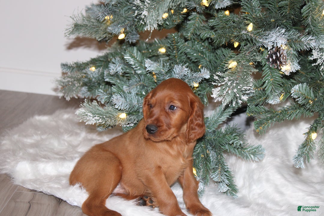 Mixed Breed dogs for sale: gordan - Ad 3