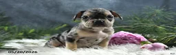 French Bulldog dogs for sale: Jordan - Ad 8