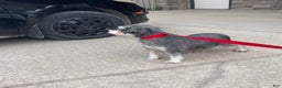 Miniature Schnauzer dogs for sale: Issy - Ad 9