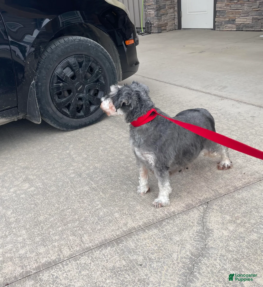 Miniature Schnauzer dogs for sale: Miniature Schnauzer Puppy 1 - Ad 7