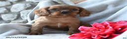 Cavalier King Charles Spaniel dogs for sale: Harper - Ad 3